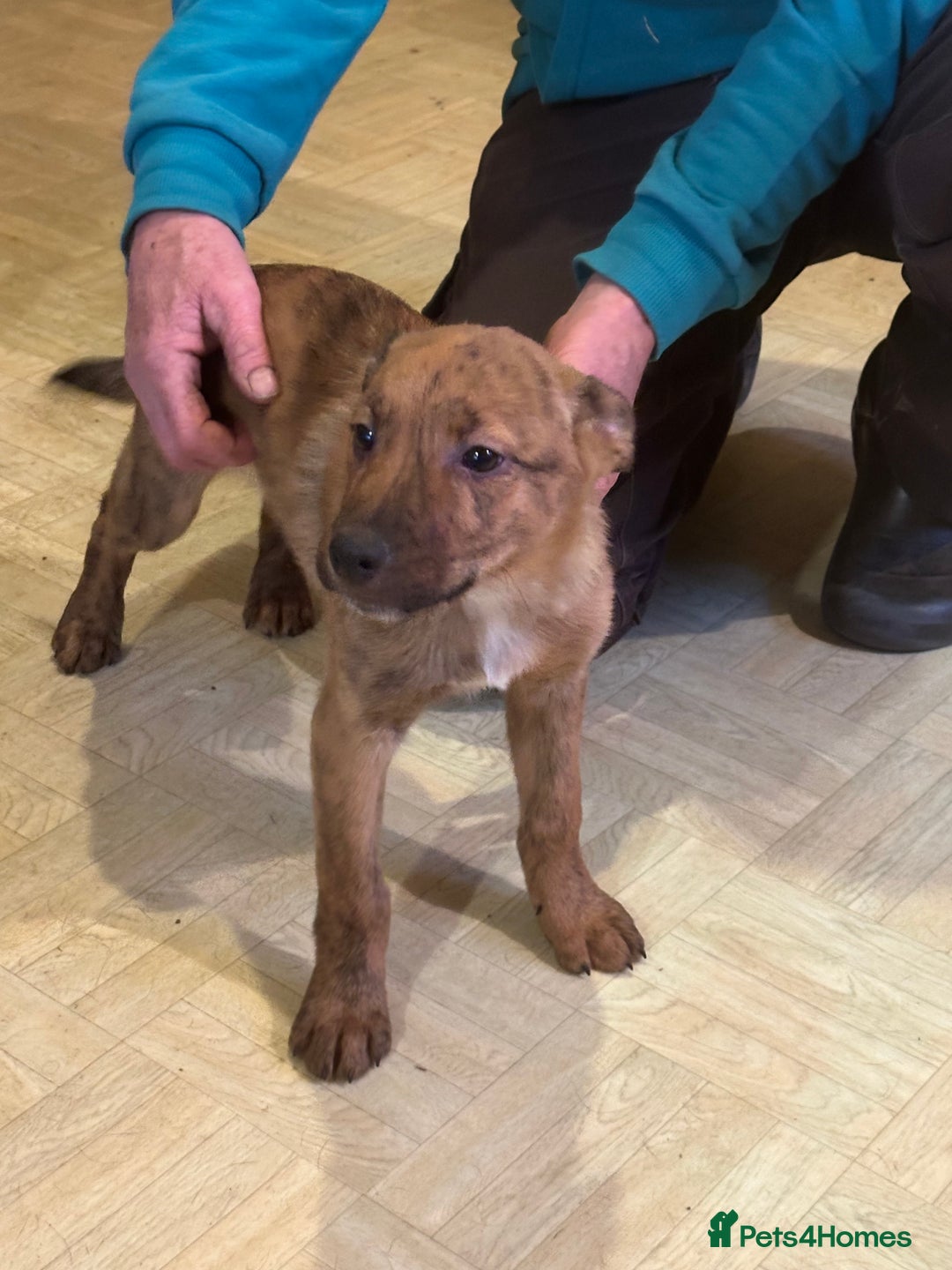 Mixed Breed dogs for sale: Kelpie x Collie puppies - Advert 10