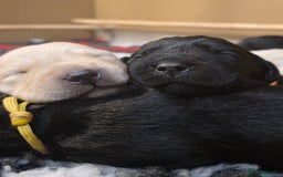 Goldador dogs for sale: Goldador puppies - Image 6