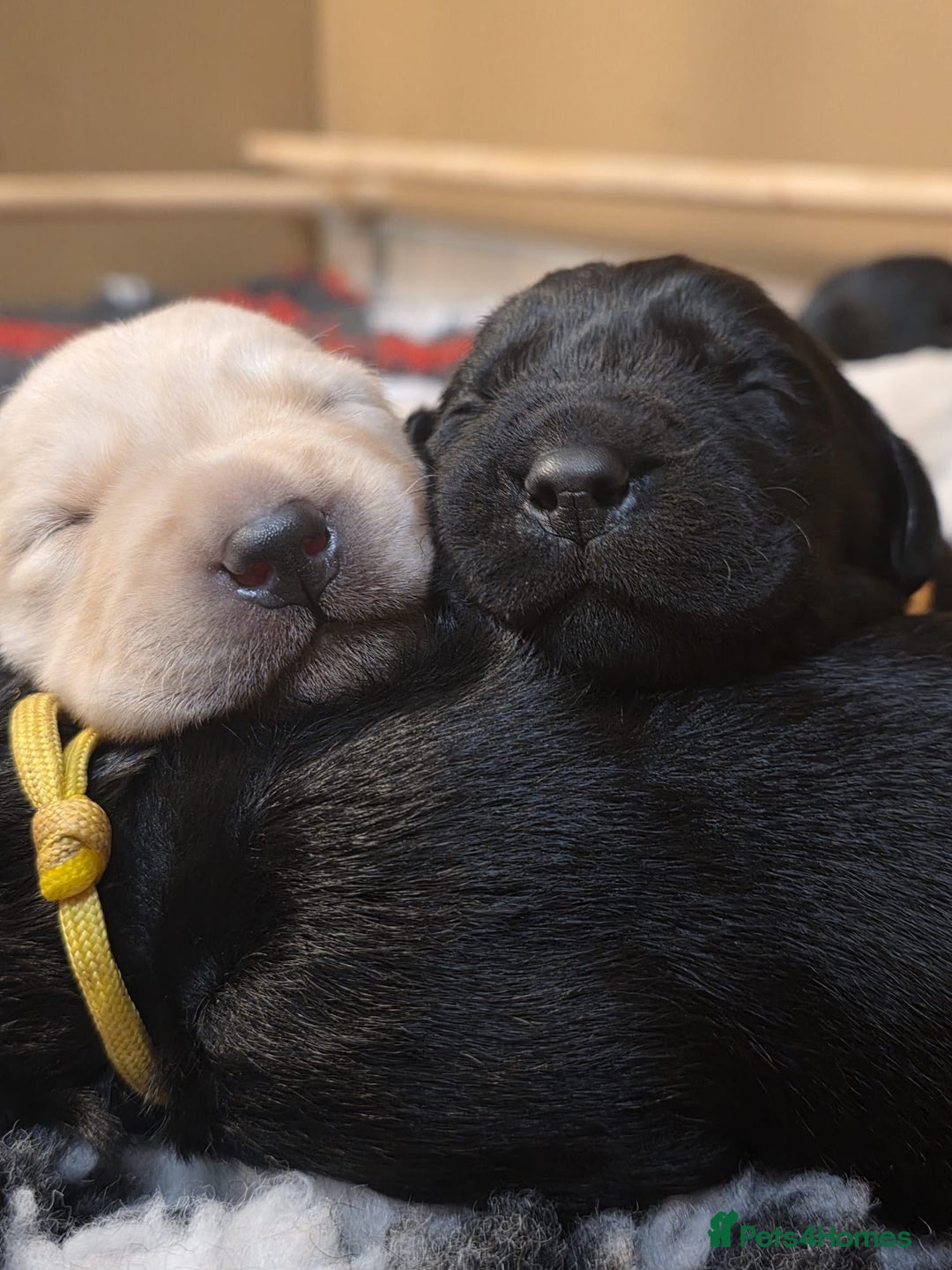 Goldador dogs for sale: Goldador puppies - Image 6