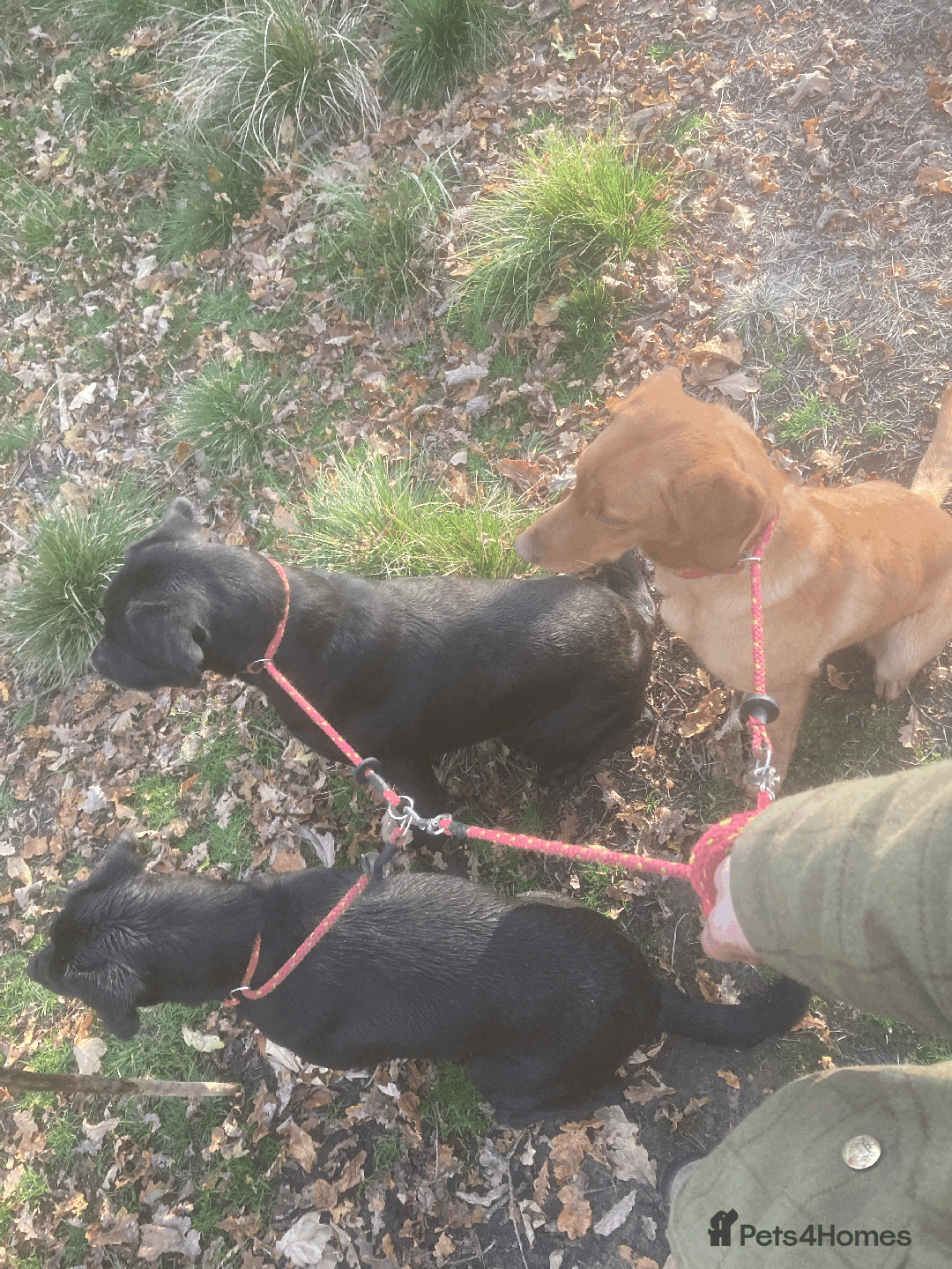 Labrador Retriever dogs for sale: Labrador Puppies from Working Parents - Image 5