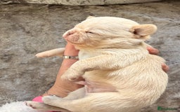 Chihuahua dogs for sale: 💖 Esquire litter of chihuahua puppies 💖 - Advert 5