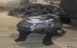 Schnoodle dogs for sale: Daisy is a 2 year old snoodle  - Image 5