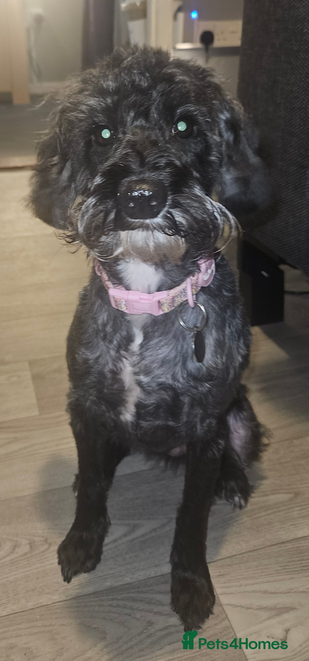 Schnoodle dogs for sale: Daisy is a 2 year old snoodle  - Image 5