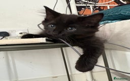 Mixed Breed cats for sale: Four Gorgeous Kittens Looking For Their Hoomans - Image 16