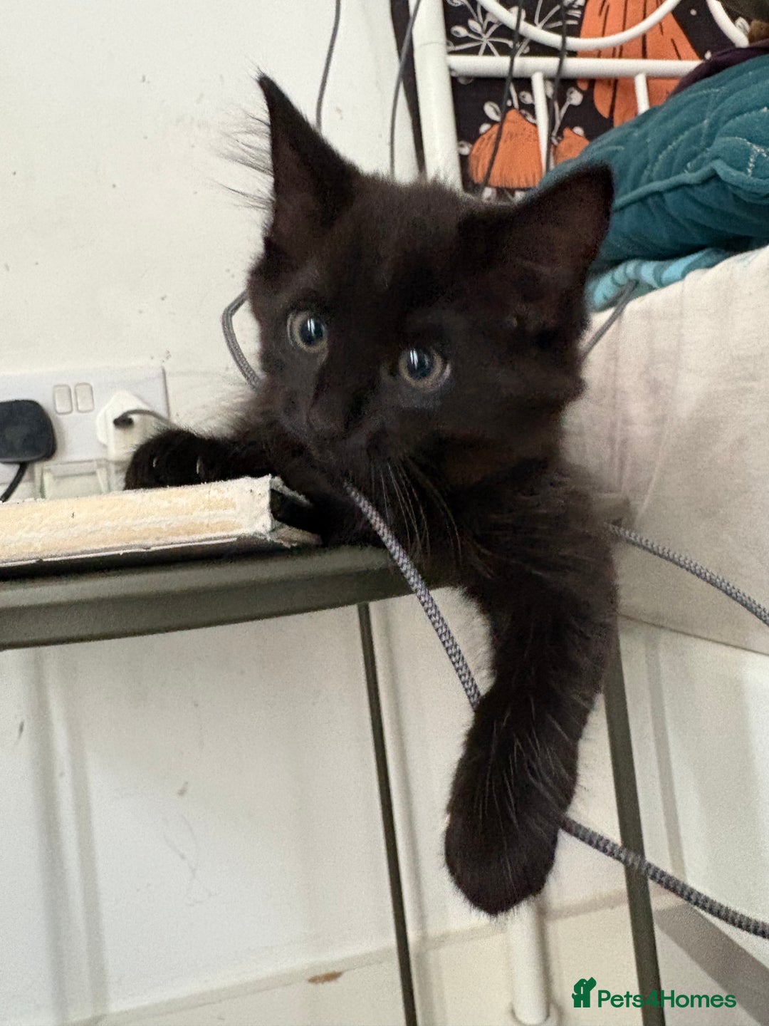 Mixed Breed cats for sale: Four Gorgeous Kittens Looking For Their Hoomans - Image 16