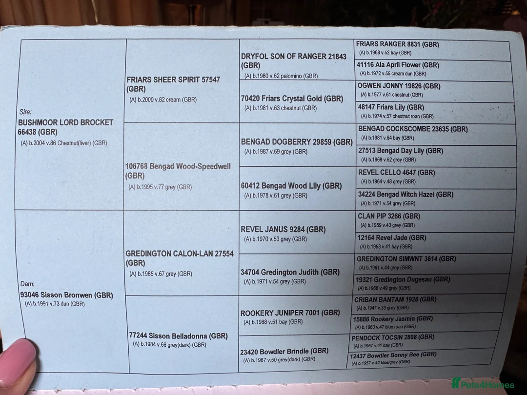 Welsh Section A horses for sale: Registered Welsh A mare  - Advert 16