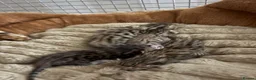 Bengal cats for sale: Pedigreed/registered bengal kittens - Advert 5