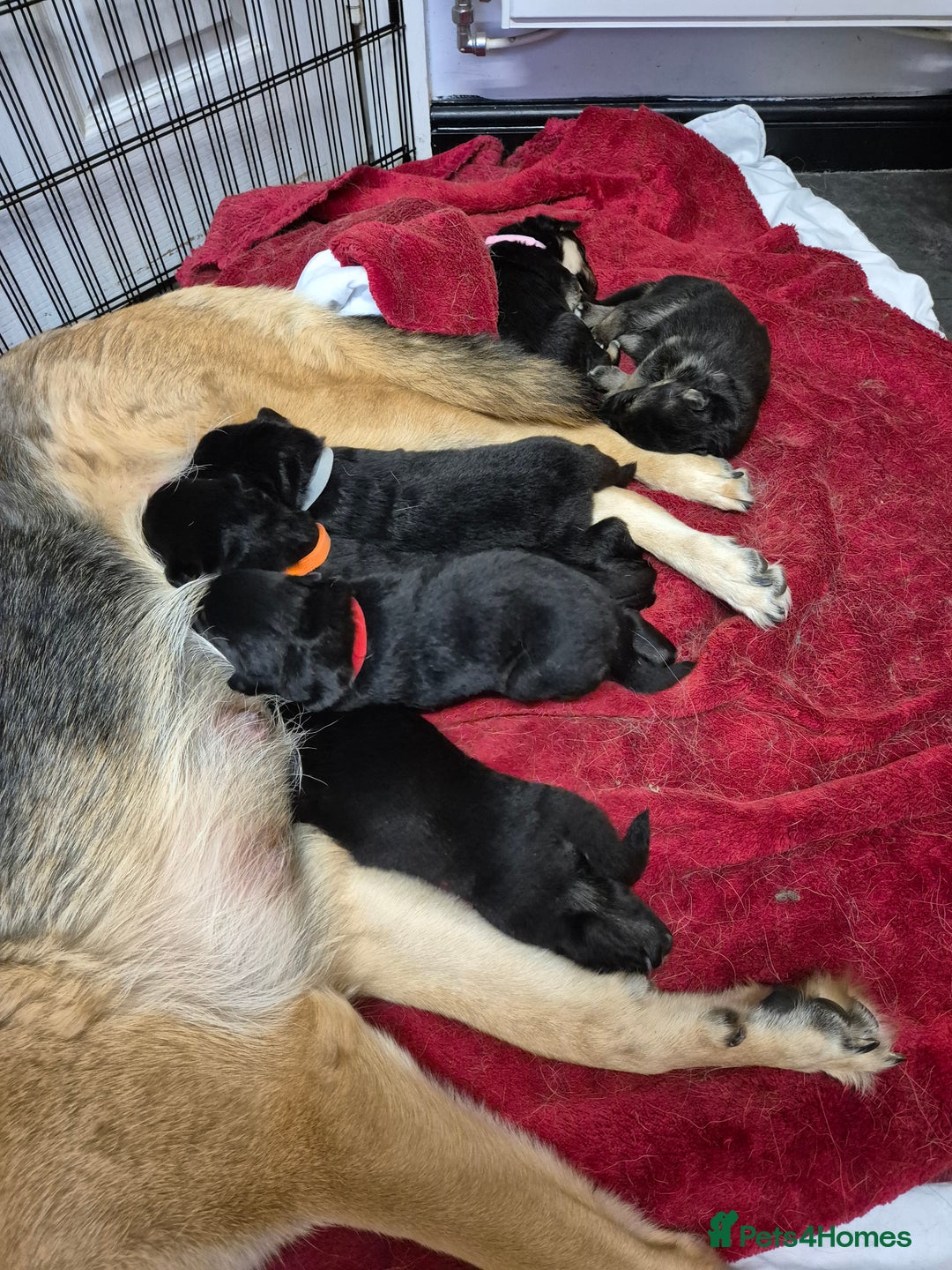German Shepherd dogs for sale: German shepard puppies - Image 9