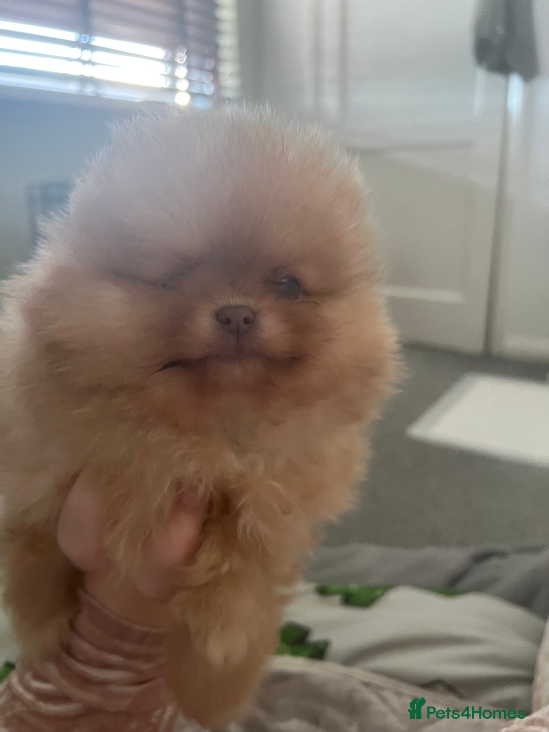 Pomeranian dogs for sale: Pomeranian puppy 🐶  - Image 11