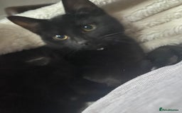 Mixed Breed cats for sale: Black cat dexter - Image 2