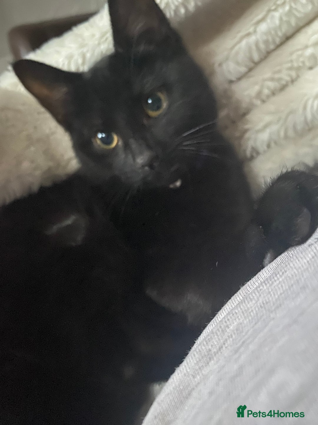 Mixed Breed cats for sale: Black cat dexter - Image 2