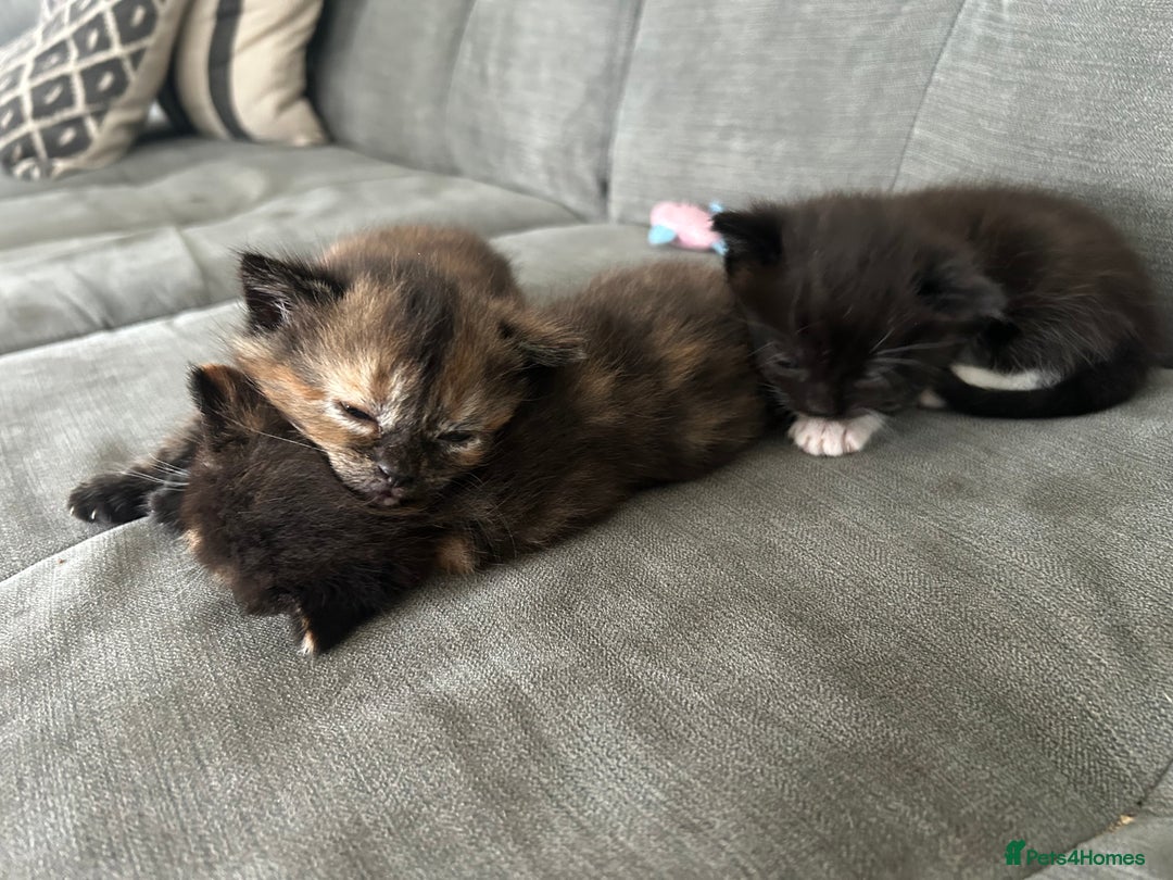 Mixed Breed cats for sale: Two very cheeky kittens left *Ready now* - Advert 6