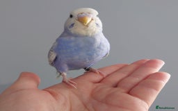 Budgerigars birds for sale: Hand reared silly tame baby budgies  - Image 8