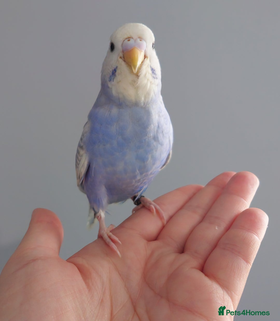 Budgerigars birds for sale: Hand reared silly tame baby budgies  - Image 8