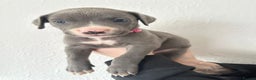 Mixed Breed dogs for sale: Cane corso x alpha blue bulldog puppies  - Advert 20