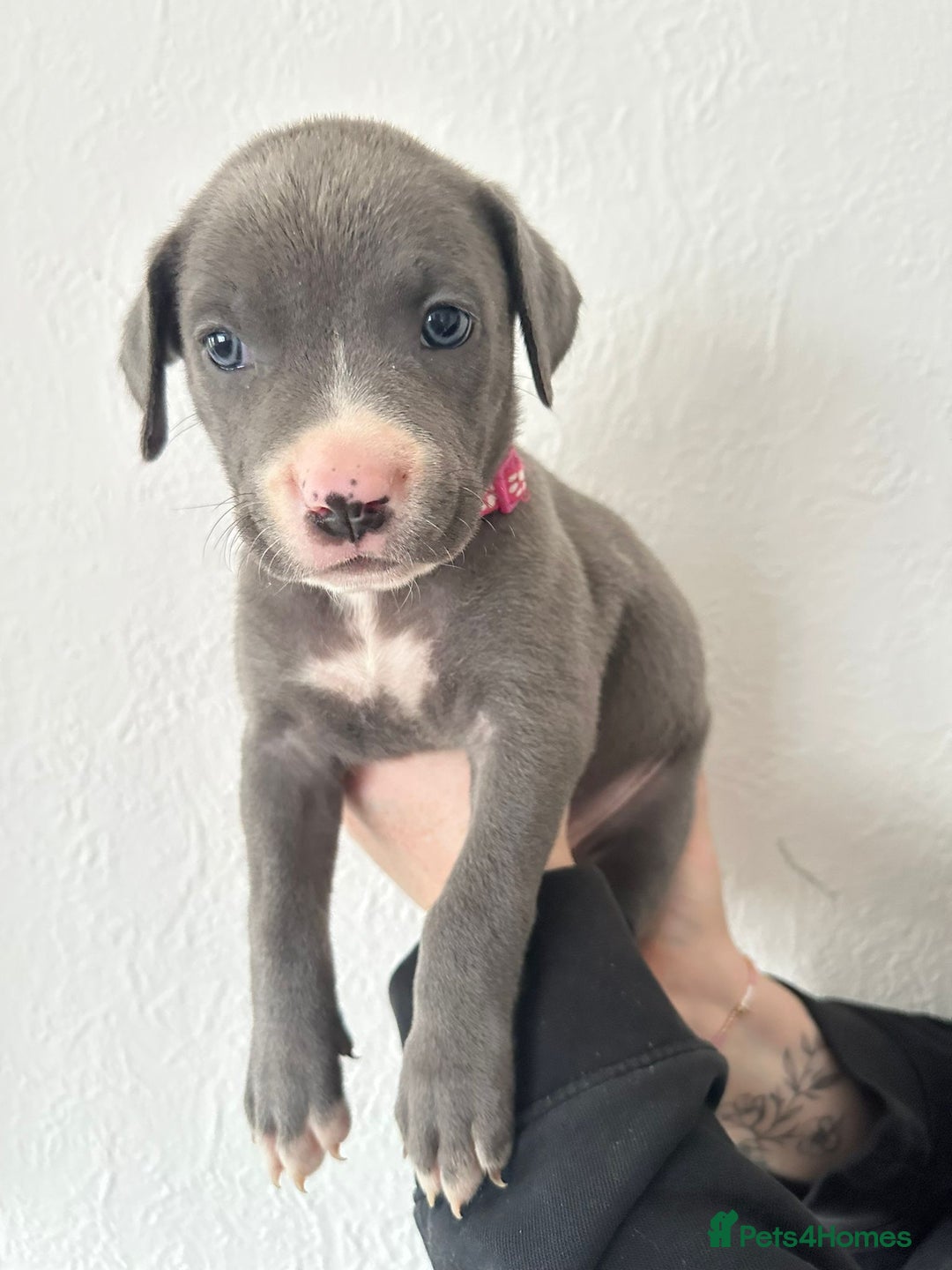 Mixed Breed dogs for sale: Cane corso x alpha blue bulldog puppies  - Advert 20