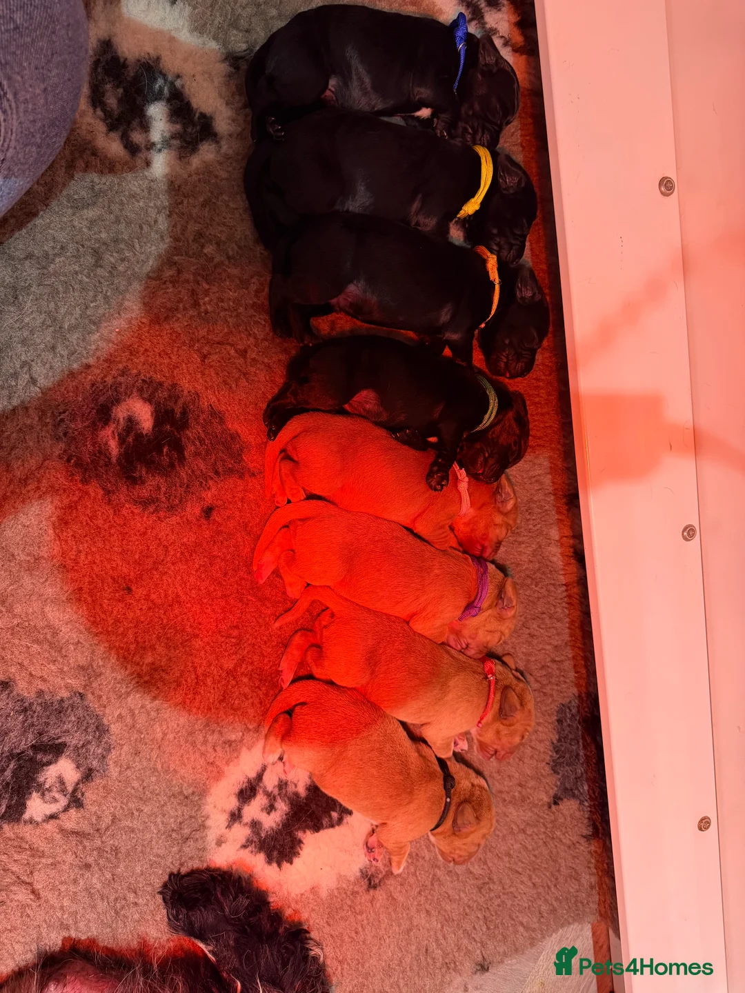 Cocker Spaniel dogs for sale: 🐾Show type cocker spaniel health tested puppies🐾 in King's Lynn - Advert 1