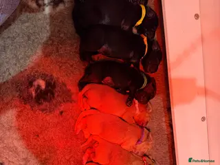 Cocker Spaniel dogs 🐾Show type cocker spaniel health tested puppies🐾 in King's Lynn - Advert 1