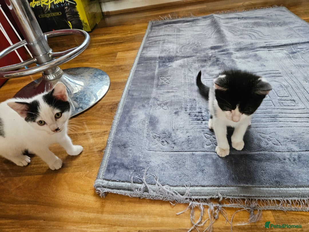 British Shorthair cats for sale: Kittens in Northampton - Image 20