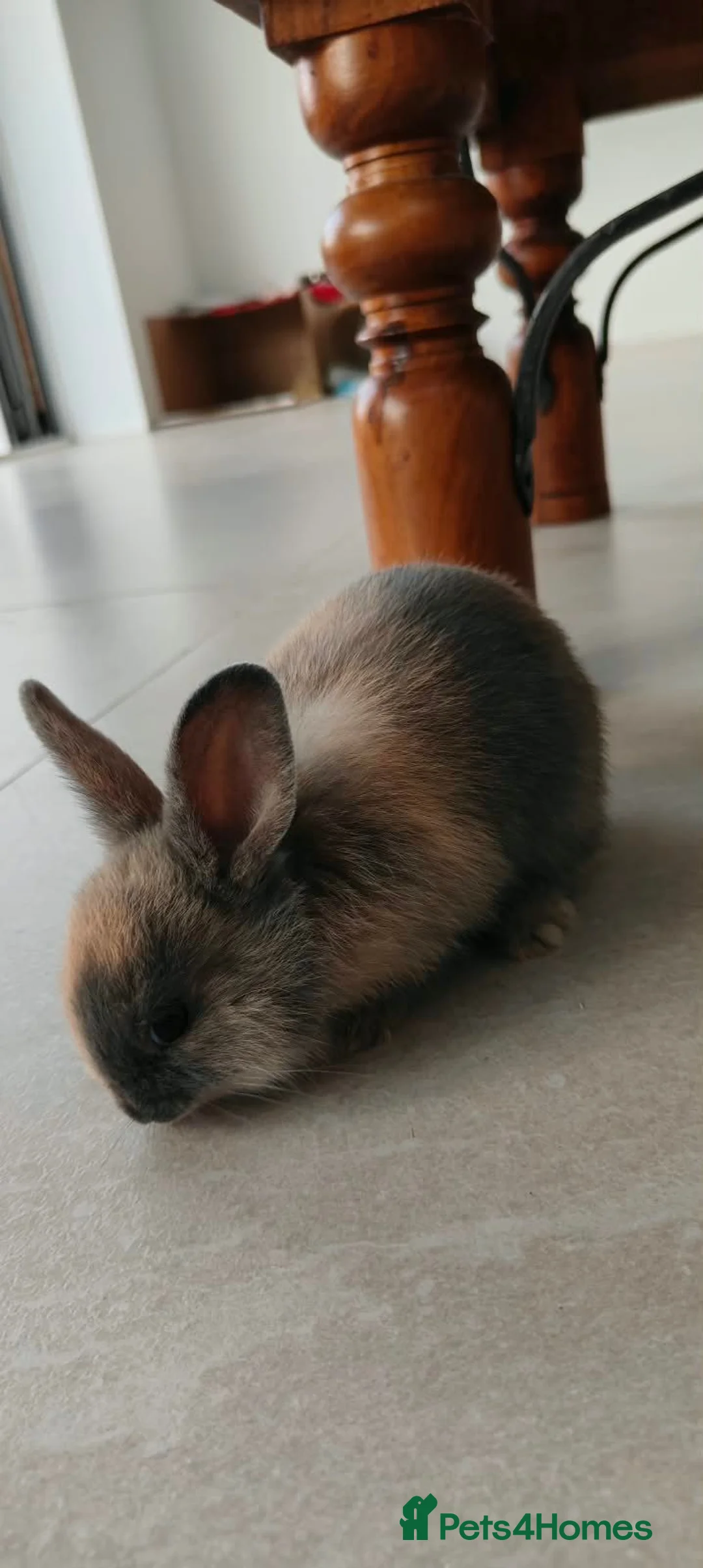 Netherland Dwarf rabbits for sale: Gorgeous Baby Rabbits Looking for Lovely Home in Milton Keynes - Advert 2