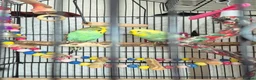 Budgerigars birds for sale: Pair of two budgies and cage - Advert 16