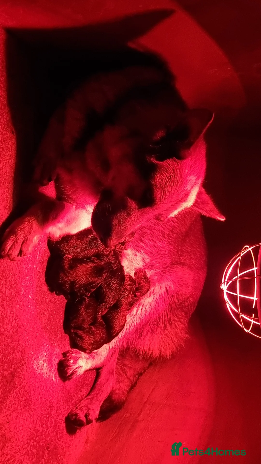 German Shepherd dogs for sale: German Shepherd Puppies - Advert 2
