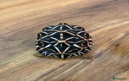 Tortoise reptiles for sale: Indian Star Tortoises - Image 11