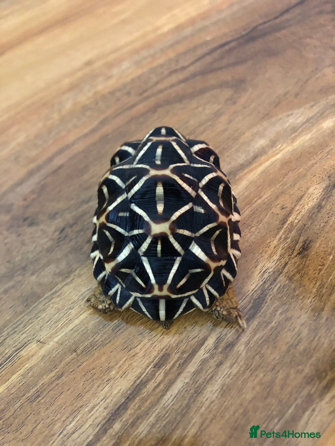 Tortoise reptiles for sale: Indian Star Tortoises - Image 11