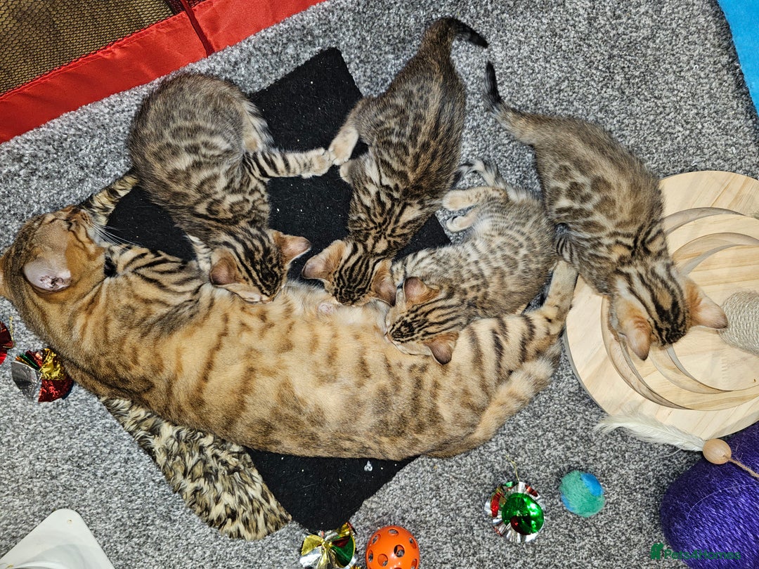 Bengal cats for sale: Stunning Pedigree Bengal Babies - Image 6