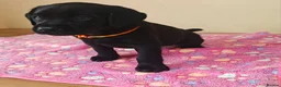 Labrador Retriever dogs for sale: Adorable Black & Yellow Labrador Companions in Paisley - Advert 6