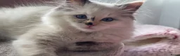 Ragdoll cats for sale: Ragdoll cat in need of loving new home  in Hemel Hempstead - Advert 5