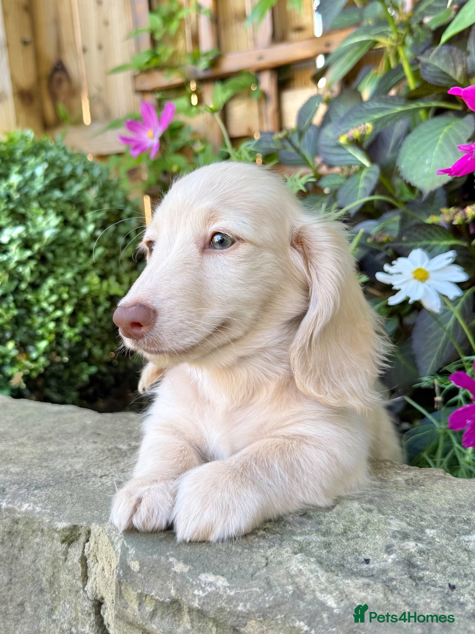 Miniature Dachshund dogs 🤍 Beautiful Cream Longhaired Baby Boy 🤍 - Advert 1