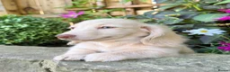 Miniature Dachshund dogs for sale: 🤍 Beautiful Cream Longhaired Boy 🤍 - Advert 2