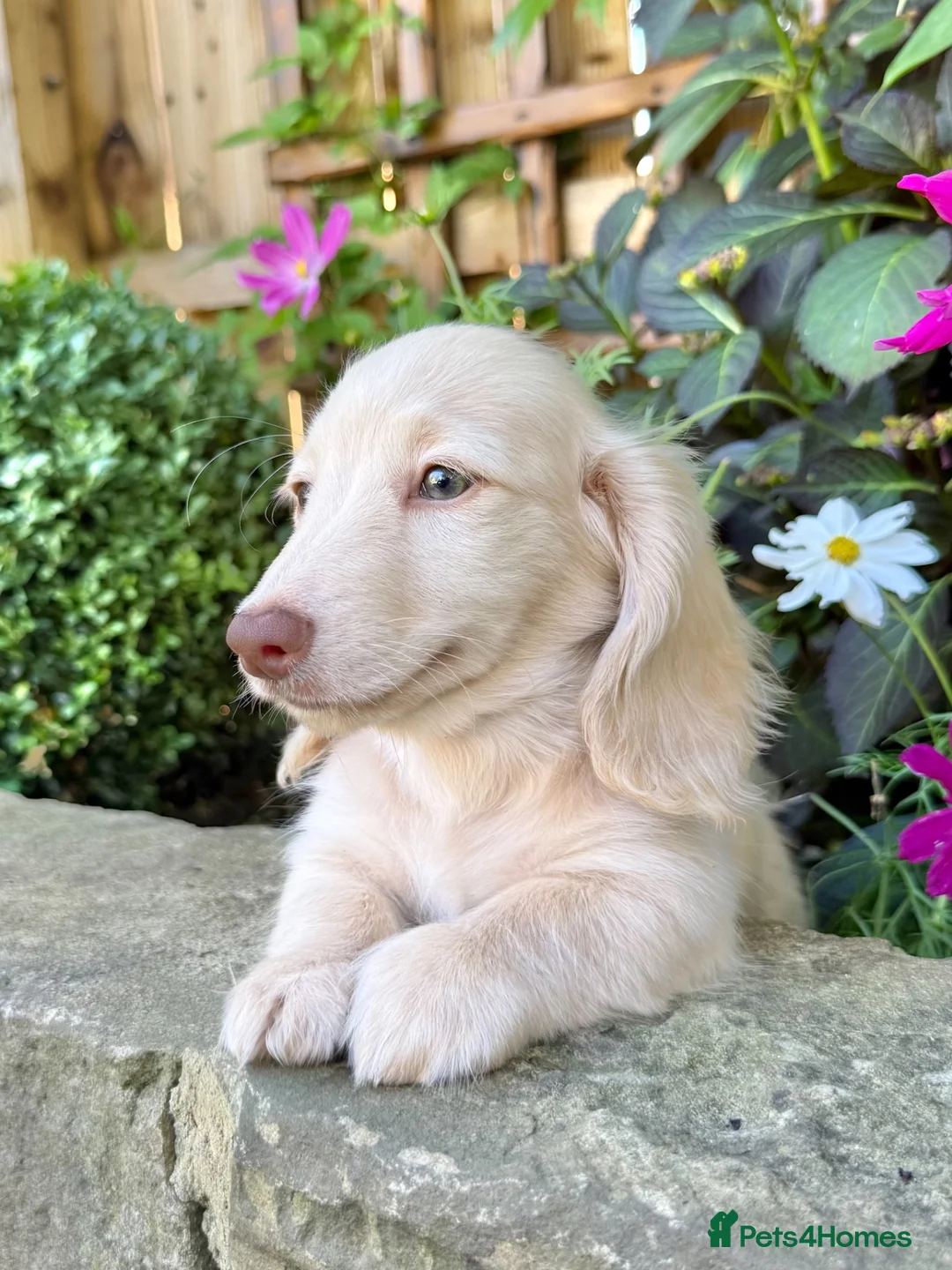 Miniature Dachshund dogs for sale: 🤍 Beautiful Cream Longhaired Boy 🤍 - Advert 2