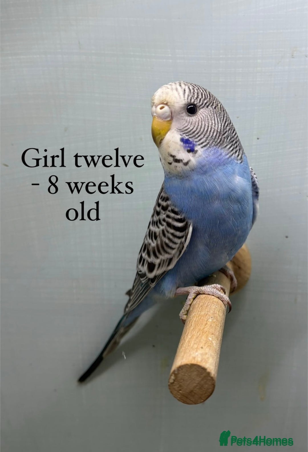 Budgerigars birds for sale: Beautiful baby budgies  - Image 12