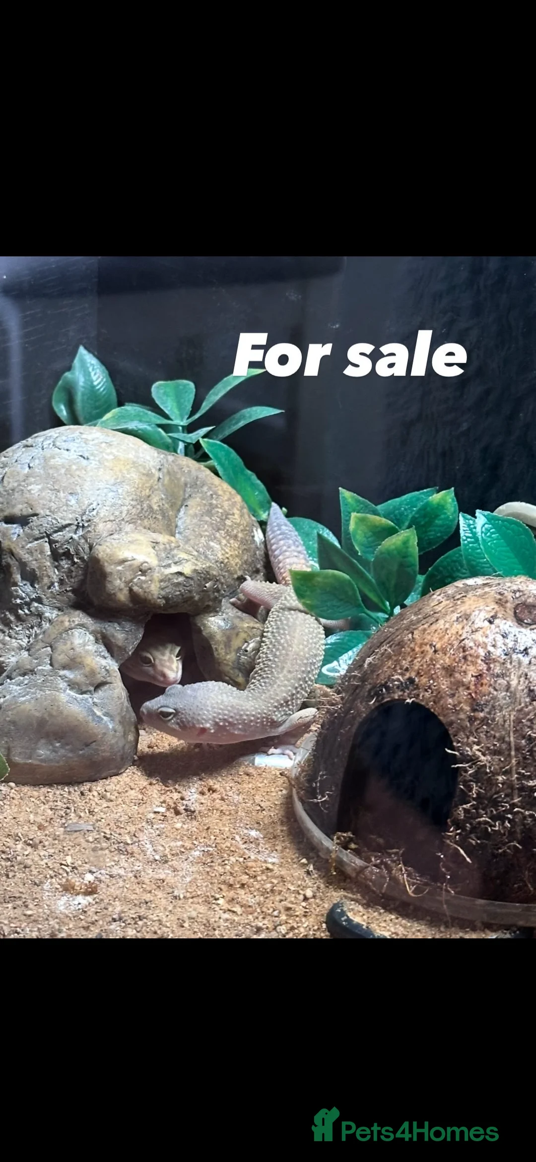 Gecko reptiles for sale: Leopard geckos breeding pair proven  - Advert 2