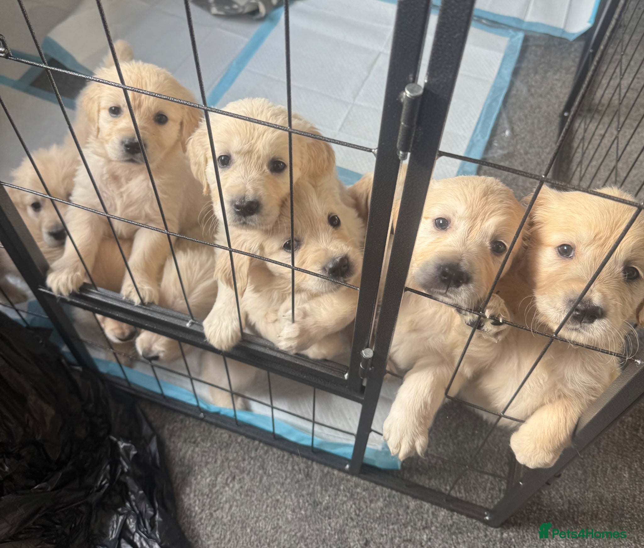 Golden Retriever dogs Stunning Litter of Golden Retriever Puppies 🤍 - Advert 16