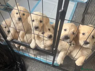 Golden Retriever dogs Stunning Litter of Golden Retriever Puppies 🤍 - Advert 8
