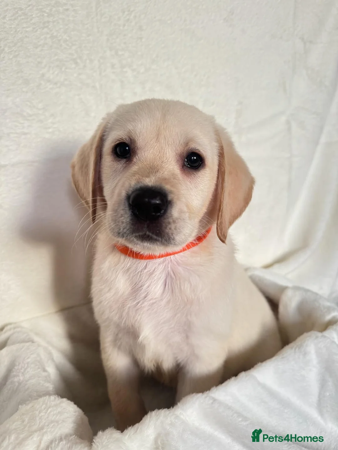 Labrador Retriever dogs for sale: 6 adorable Labrador retriever puppies  in Maldon - Advert 2