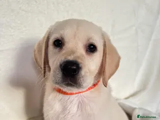 Labrador Retriever dogs 6 adorable Labrador retriever puppies - Advert 1