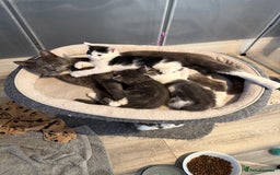 Mixed Breed cats for sale: Lovely kittens - Image 14