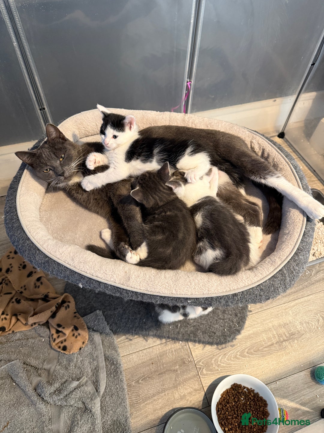 Mixed Breed cats for sale: Lovely kittens - Image 14