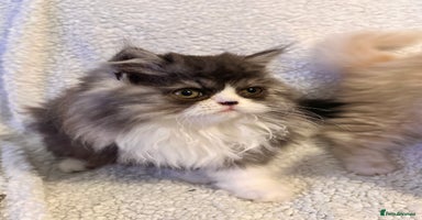 Persian cats Stunning fluffy Persian baby💗 - Advert 4