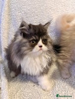 Persian cats Stunning fluffy Persian baby💗 - Advert 4