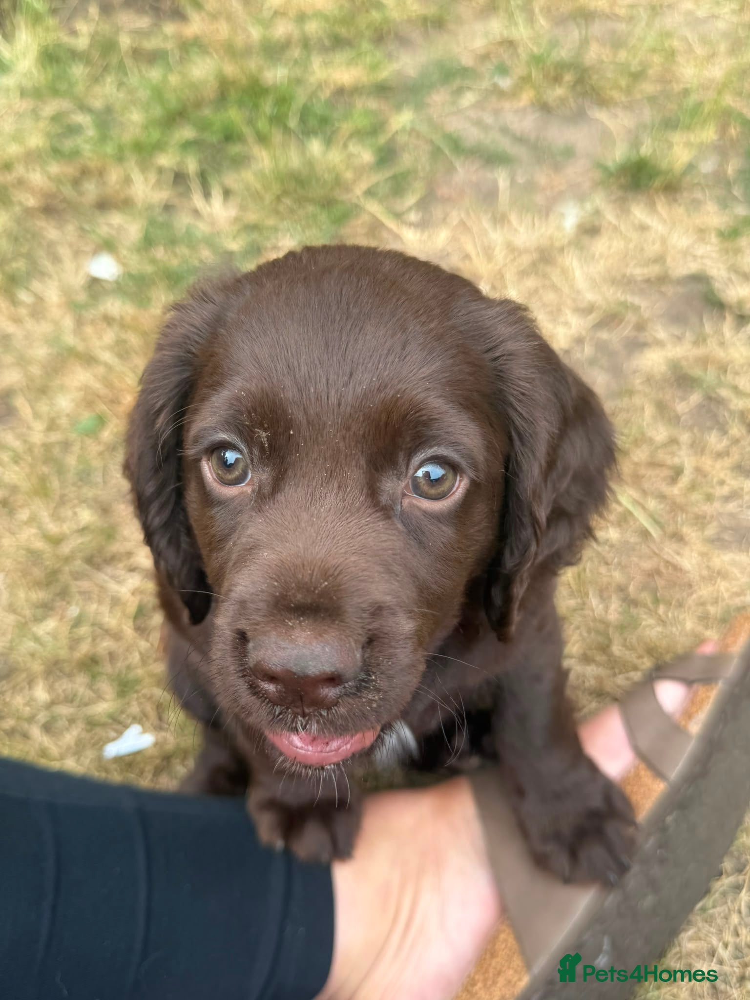 Cocker Spaniel dogs 2 Lovely chocolate cocker spaniel puppies for sale - Advert 2
