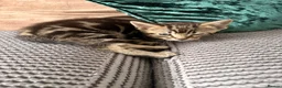 Domestic Shorthair cats for sale: 1 male 2 female kittens ready to go home - Advert 6