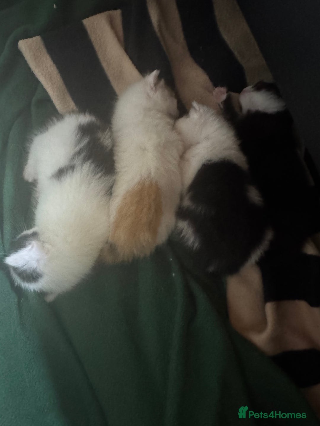 Mixed Breed cats for sale: Cute 4 kittens looking for loving home - Advert 3