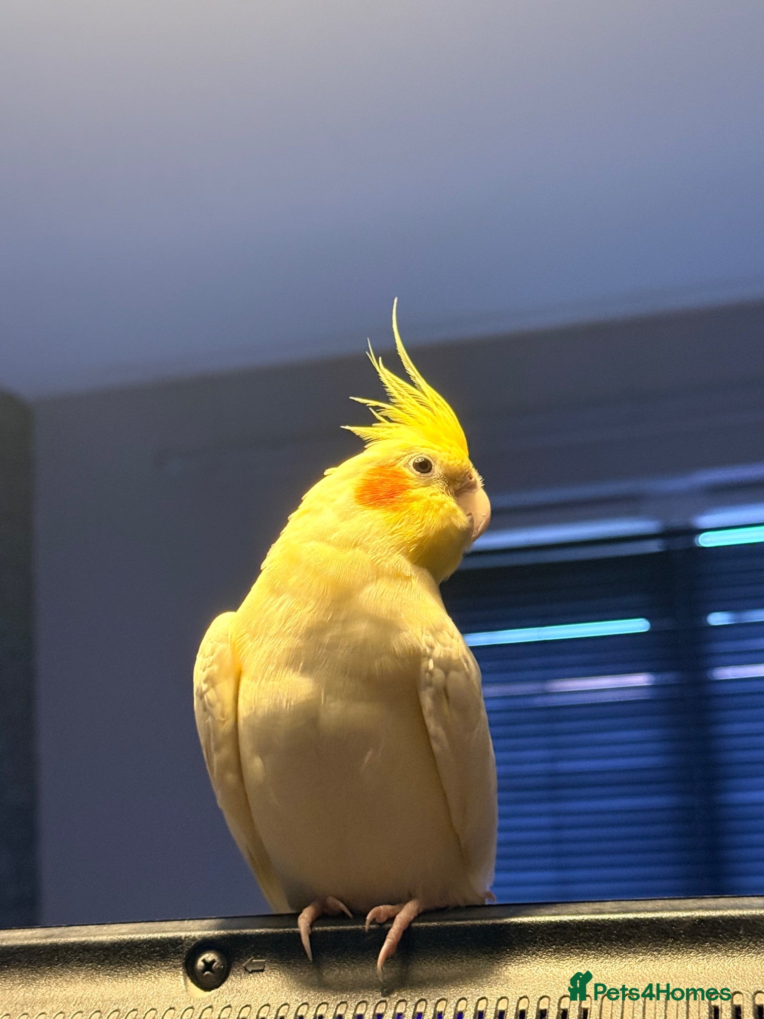 Cockatiels birds Male cockatiel  - Advert 1