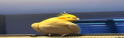 Cockatiels birds for sale: Male cockatiel  - Advert 1