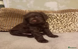 Sprocker dogs for sale: 3 Chocolate Sprockers. - Image 4